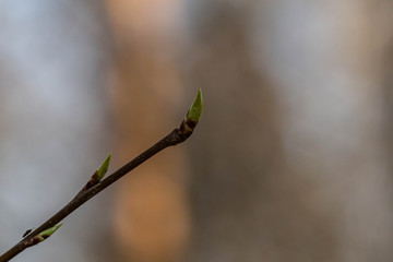 spring buds on a tree
