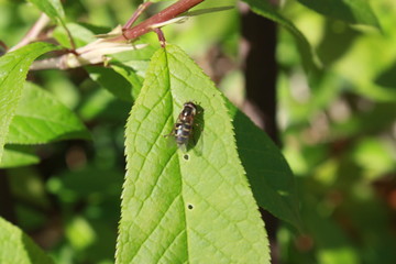 bee sitting on a green leaf of a Bush  