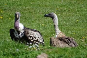 Vultures at the zoo