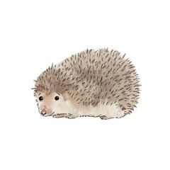 Watercolor cute urchin isoleted on white bacground