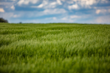 Obraz na płótnie Canvas green wheat field in spring time