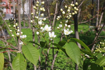 Obraz premium blooming tree branch in the Park in spring
