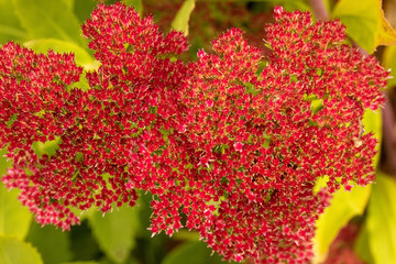 Obraz premium red flowers in the garden