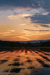 Coucher de soleil sur rizière au Japon