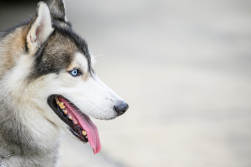 Siberianhusky dog feeling