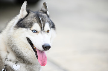 Look My Eyes Siberianhusky
