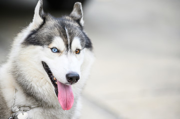 Look My Eyes Siberianhusky