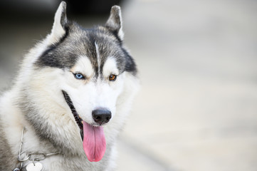 Look My Eyes Siberianhusky