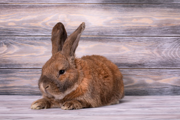 Dwarf rabbit breed sheep lies with raised ears.