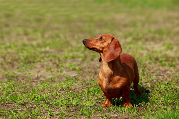 Dog breed dachshund