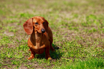 Dog breed dachshund