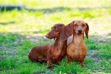 Dog breed dachshund