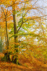 Fototapeta premium Laubbaum in schönen, herbstlichen Farben