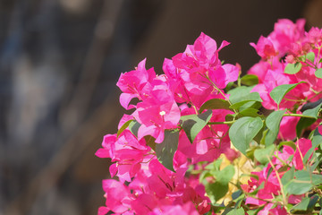 pink flowers in the garden
