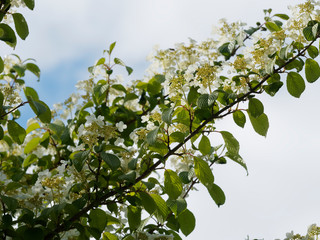 Viburnum plicatum 'Mariesii' or viburnum from China