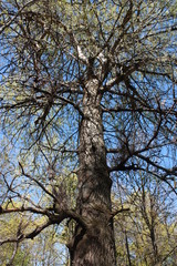  trees in the Park against the blue sky 