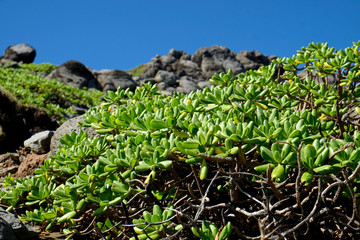 Nakalele Blowhole Plants