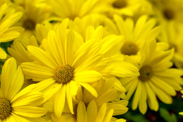 Background of yellow daisies - Golden Butterfly Marguerite Daisy