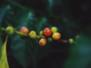 Close up coffee roasters.