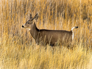 Mule deer