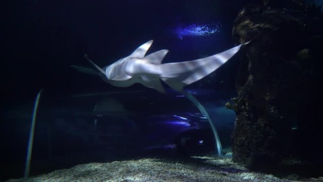 Aquatic animal small sharks floating in a large aquarium in dark blue water. Two little white and dark blue sharks floating in the aquarium wagging tails on background of small fish