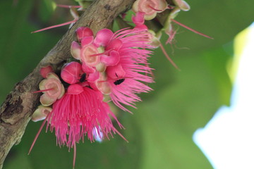flores