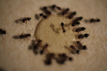 Small pavement ants on a kitchen counter feeding on homemade Borax ant control solution.