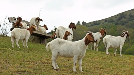 Burenziegen auf Ruhebank am Dörnberg