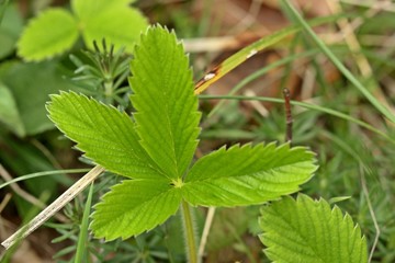 Vierblättriges Erdbeerblatt