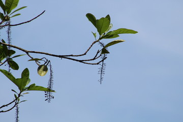 nature