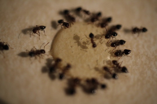 Small Pavement Ants On A Kitchen Counter Feeding On Homemade Borax Ant Control Solution.