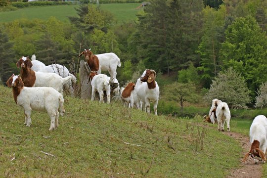Burenziegen auf Ruhebank am D&ouml;rnberg