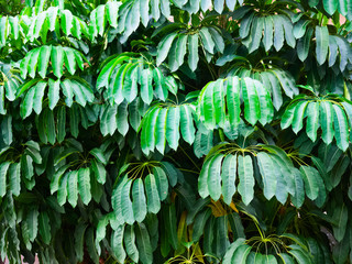background, leaves Schefflera actinophylla closeup (Queensland umbrella tree, octopus tree, amate)