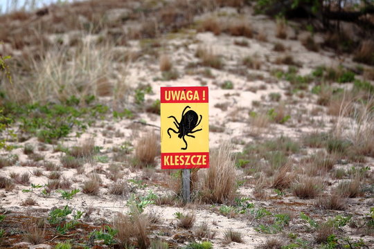 Ż&oacute;łta tablica ostrzegawcza z ostrzeżeniem UWAGA! KLESZCZE stoi na polu, z dużym obrazkiem kleszcza