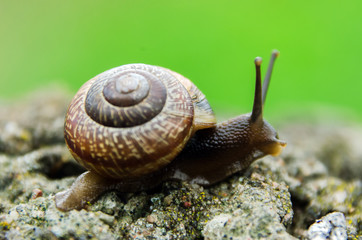 Big grape snail in shell crawling, summer day in garden, A common garden snail climbing on a stump, edible snail or escargot, is a species of large, edible, air-breathing land