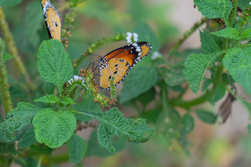 butterfly on a flower