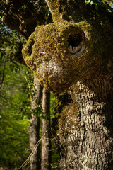 Fototapeta premium Part of the trunk of an old oak tree looking like the head of an insect