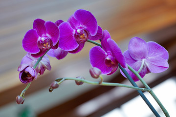 Fototapeta na wymiar Beautiful orchid photos,macro photo of orchid flower 