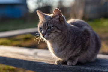 A young, cute cat sits on a wooden bench and looks intently into the distance.