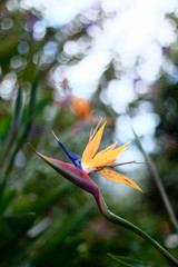 Bird of Paradise Flower