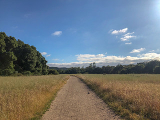 Natural green grass field in sunny day with dirt road pathway. Sandy road trail in green field. Spring season. Los Peñasquitos Canyon Preserve