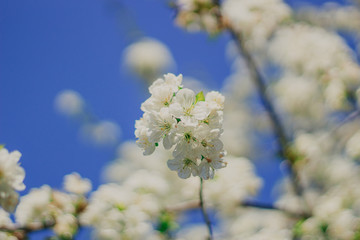 Blooming fruit tree on the background of blue sky. Nature. Spring Flowers