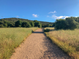 Natural green grass field in sunny day with dirt road pathway. Sandy road trail in green field. Spring season. Los Peñasquitos Canyon Preserve