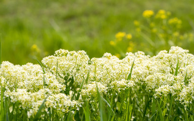 Summer white flowers on the meadow, beautiful summer background, defocus.	