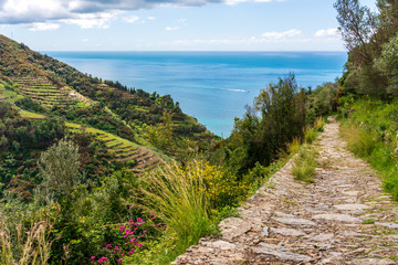 Hiking path paved with stones leading towards the sea and passing through the beautiful green Italian terraced hills. Trekking trail above Vernazza, Cinque Terre, Italy.