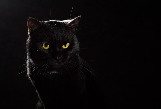 3 935 best black cat images stock