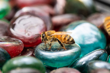 Honeybee on Marble
