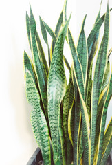 Bogenhanf Pflanze für Zuhause oder Büros