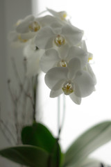 Weiße natürliche Orchideen mit Hintergrund