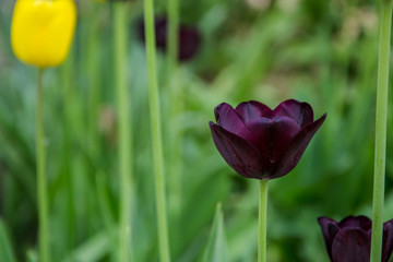 Close-up of a single tulip flower with blurred flowers as background, spring wallpaper, selective focus, colorful tulips field